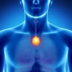 Anatomia klatki piersiowej z podświetloną grasicą. Grasiczak objawy mogą być subtelne, dlatego ważne jest monitorowanie zdrowia.