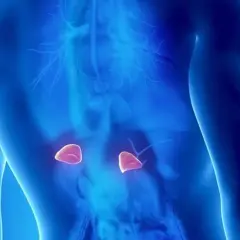Anatomical illustration showing adrenal glands. Wczesne objawy guza nadnercza mogą być subtelne.