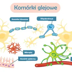 Ilustracja komórek glejowych: neuronów, komórek Schwanna, oligodendrocytów, mikrogleju, komórek epidermy i astrocytów. Czy glejak jest dziedziczny?