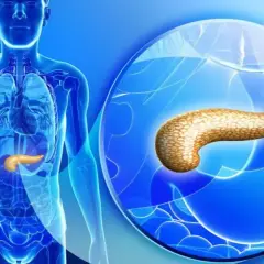 Anatomia człowieka z widoczną trzustką. Powiększony obraz trzustki, kluczowy dla oceny rokowań w przypadku nowotworu neuroendokrynnego.