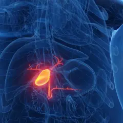 Anatomia woreczka żółciowego, gdzie czerwony obszar może symbolizować raka woreczka żółciowego i pytania o rokowania: rak woreczka żółciowego ile się żyje.