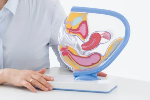 Model narządu rodnego kobiety, omawiany podczas konsultacji, która może skutkować zwolnieniem lekarskim po biopsji endometrium.