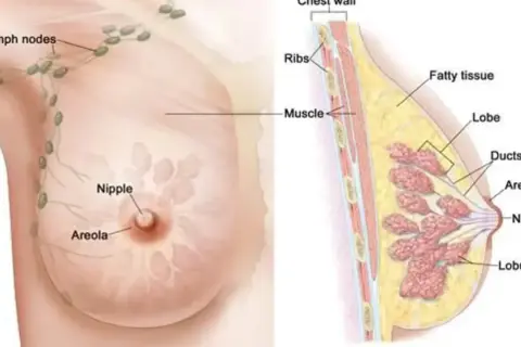 Anatomia piersi: widok zewnętrzny z brodawką i otoczką, oraz przekrój ukazujący tkankę tłuszczową, gruczoły, przewody i wglebienie w piersi.