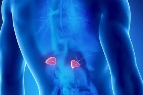 Anatomical illustration showing adrenal glands. Wczesne objawy guza nadnercza mogą być subtelne.