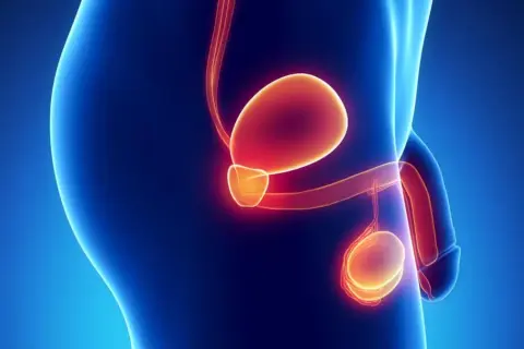 Anatomia męskiego układu rozrodczego z podświetloną prostatą. Długość leczenia hormonalnego prostaty zależy od wielu czynników.