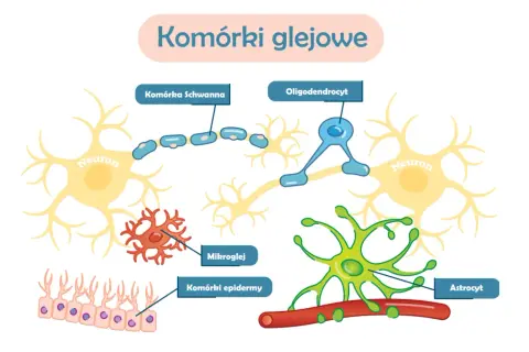 Ilustracja komórek glejowych: neuronów, komórek Schwanna, oligodendrocytów, mikrogleju, komórek epidermy i astrocytów. Czy glejak jest dziedziczny?