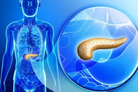 Anatomia człowieka z widoczną trzustką. Powiększony obraz trzustki, kluczowy dla oceny rokowań w przypadku nowotworu neuroendokrynnego.