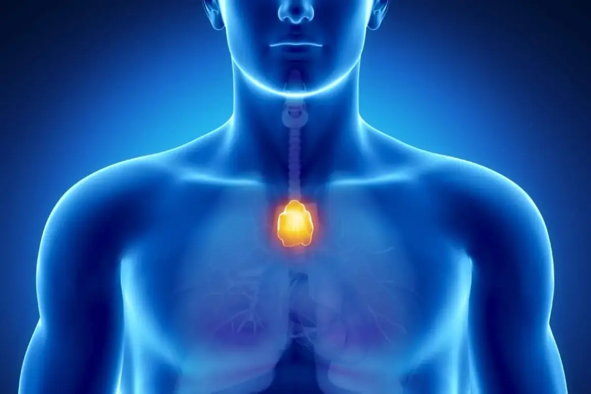 Anatomia klatki piersiowej z podświetloną grasicą. Grasiczak objawy mogą być subtelne, dlatego ważne jest monitorowanie zdrowia.
