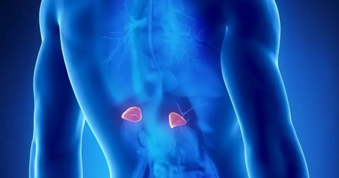 Anatomical illustration showing adrenal glands. Wczesne objawy guza nadnercza mogą być subtelne.