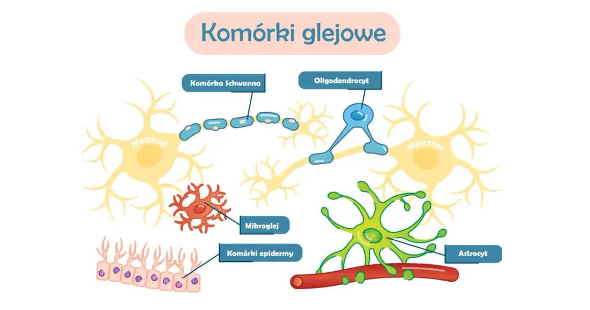 Ilustracja komórek glejowych: neuronów, komórek Schwanna, oligodendrocytów, mikrogleju, komórek epidermy i astrocytów. Czy glejak jest dziedziczny?