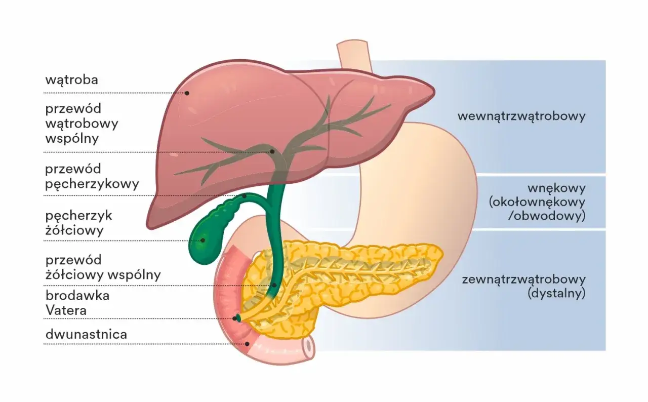 Anatomia dróg żółciowych i trzustki. Widać wątrobę, pęcherzyk żółciowy, przewody żółciowe i dwunastnicę. Guz Klatskina może pojawić się w okolicy połączenia przewodów.