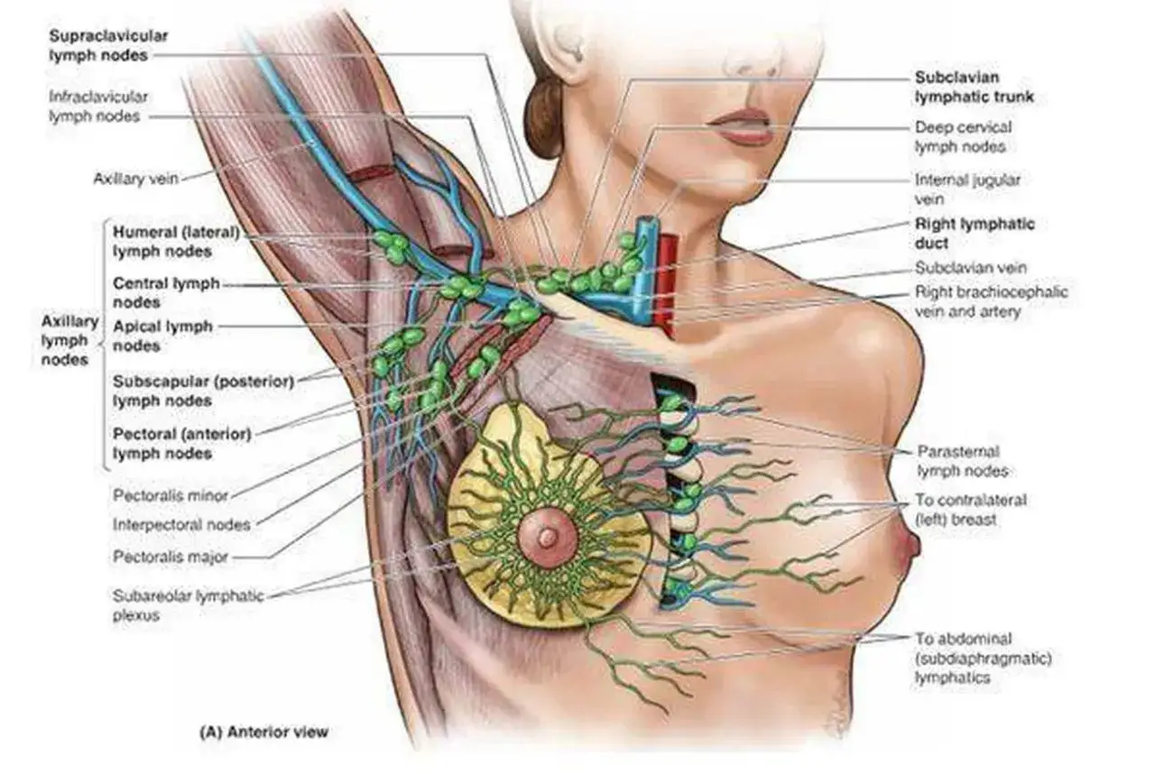 Anatomia układu limfatycznego piersi, ukazująca węzły chłonne pachowe, nadobojczykowe i piersiowe.